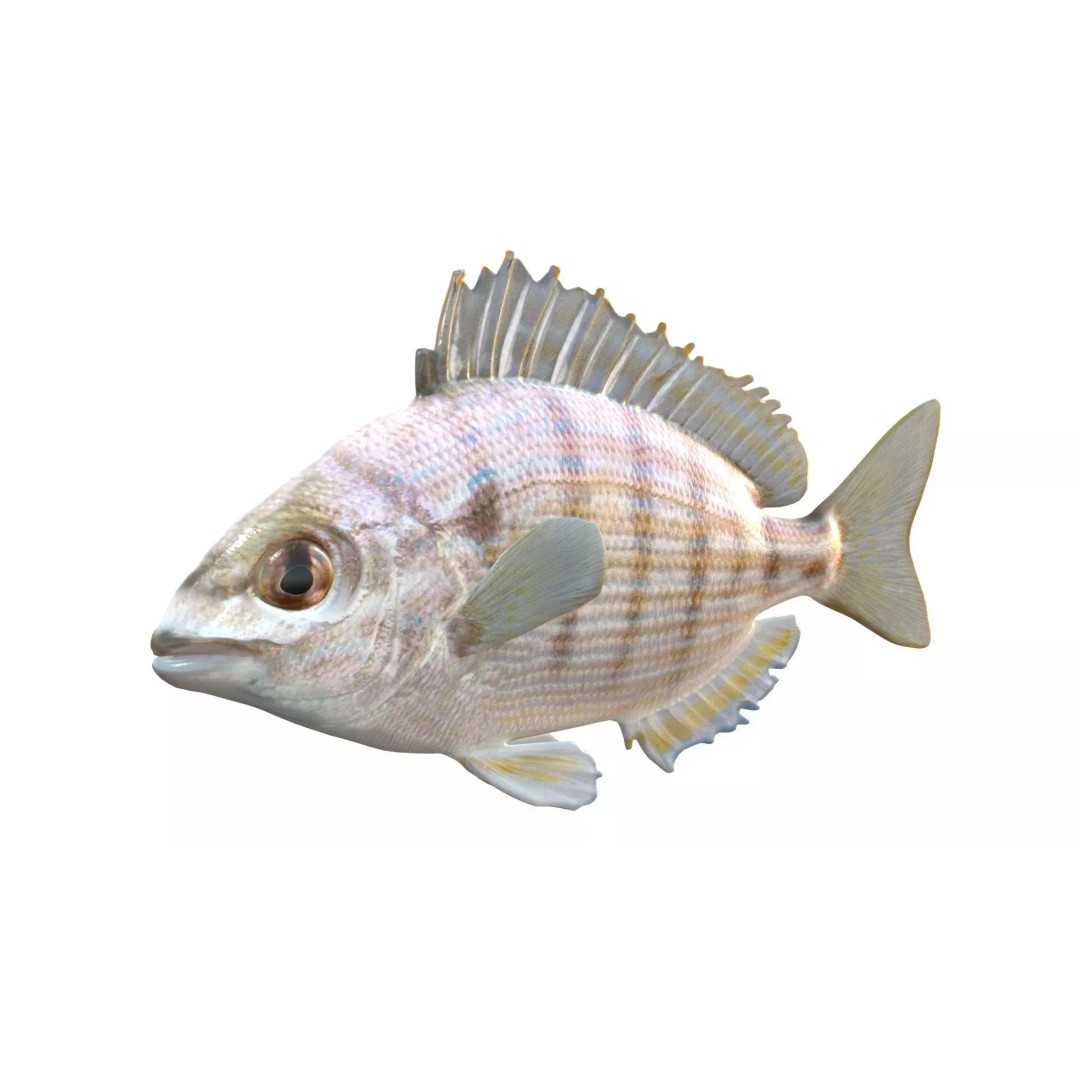 Pinfish 3D Model – Low Poly Game Asset, Blender & FBX Formats - View 3