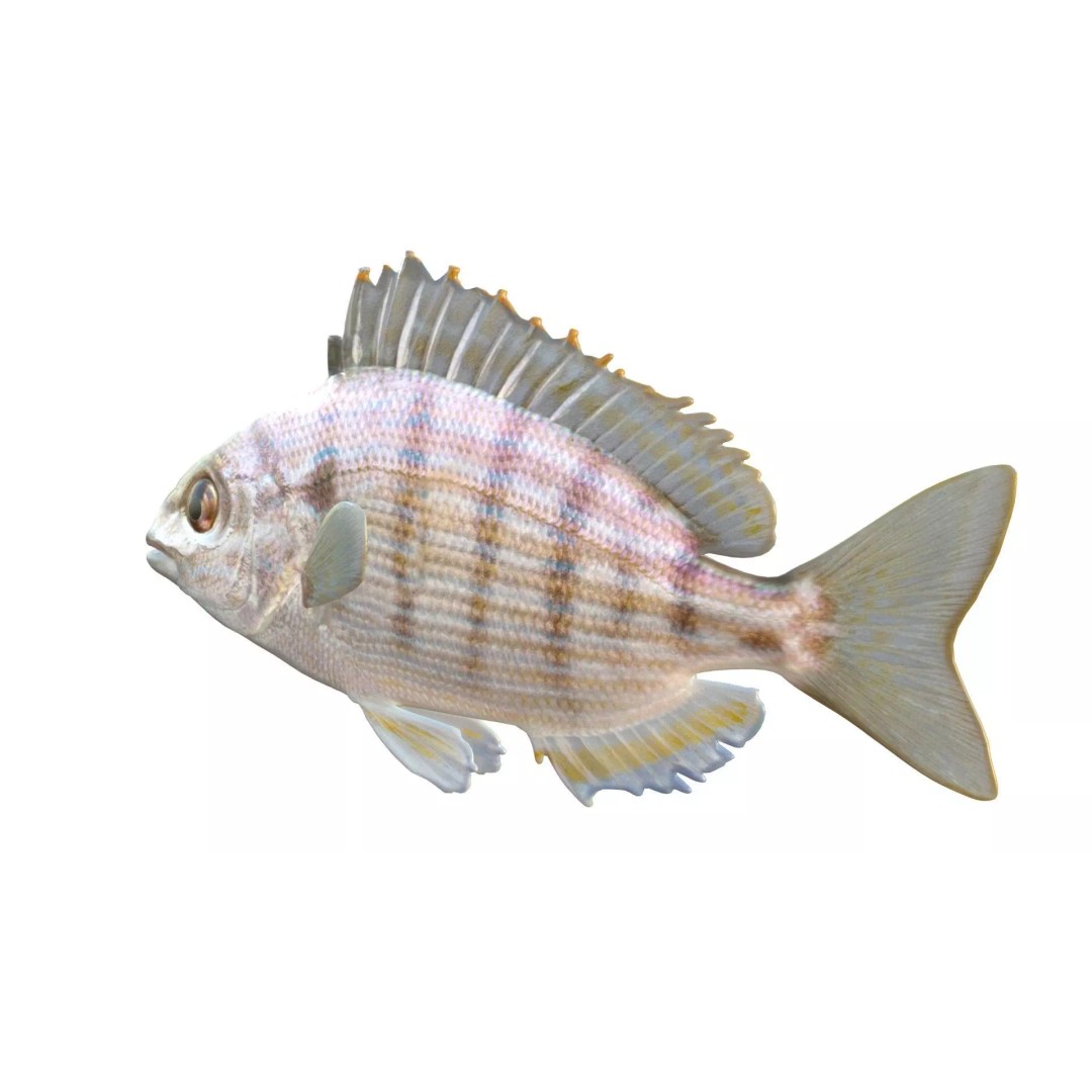 Pinfish 3D Model – Low Poly Game Asset, Blender & FBX Formats - View 4