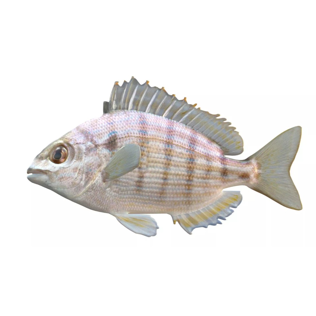 Pinfish 3D Model – Low Poly Game Asset, Blender & FBX Formats - View 5