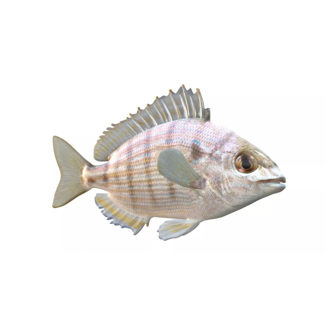 Pinfish 3D Model – Low Poly Game Asset, Blender & FBX Formats - View 6