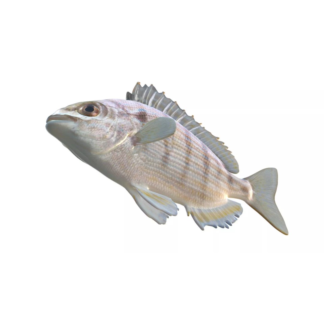 Pinfish 3D Model – Low Poly Game Asset, Blender & FBX Formats - View 7