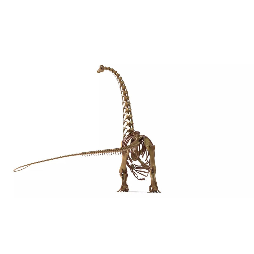 Argentinosaurus Skeleton 3D Model – Rigged Prehistoric Creature, Blender - View 10