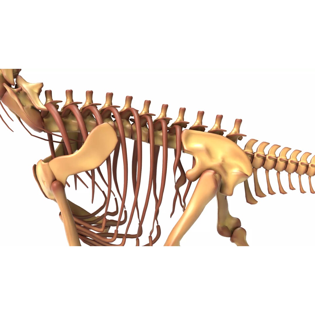 Argentinosaurus Skeleton 3D Model – Rigged Prehistoric Creature, Blender - View 11