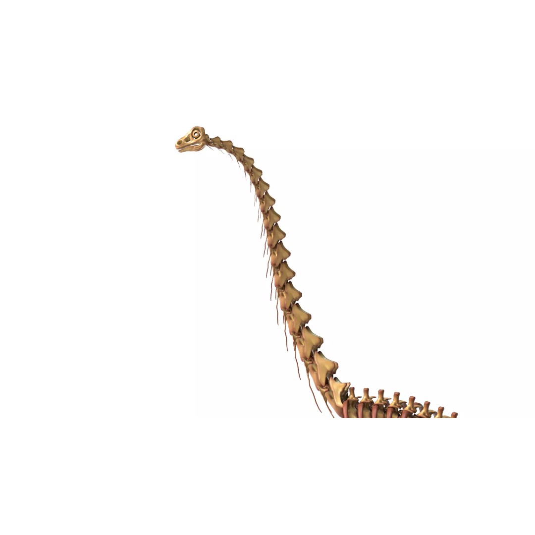 Argentinosaurus Skeleton 3D Model – Rigged Prehistoric Creature, Blender - View 12
