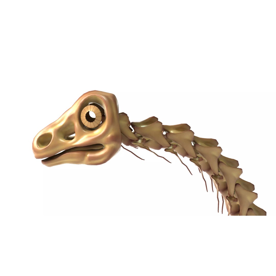 Argentinosaurus Skeleton 3D Model – Rigged Prehistoric Creature, Blender - View 13
