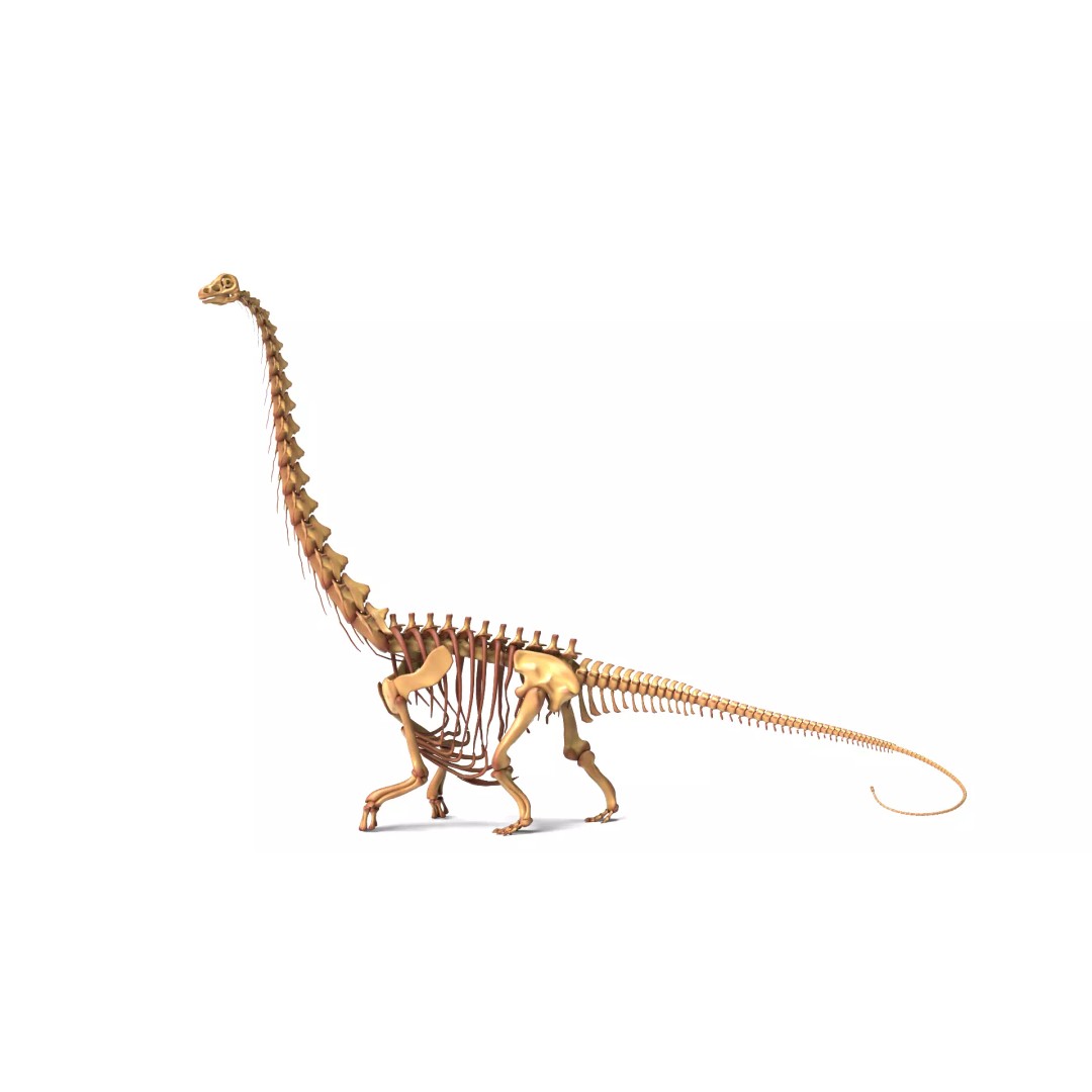 Argentinosaurus Skeleton 3D Model – Rigged Prehistoric Creature, Blender - View 3