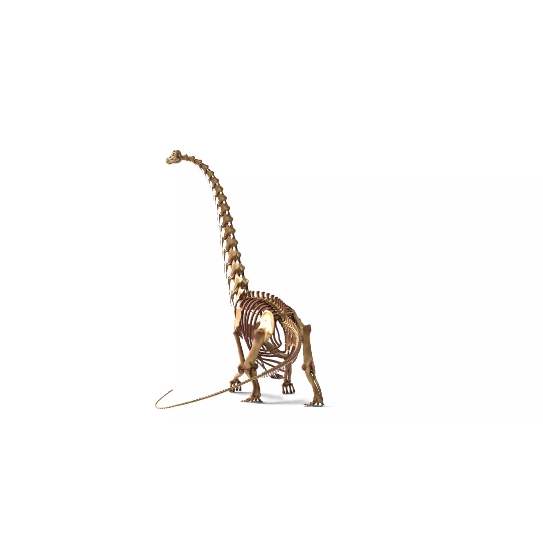 Argentinosaurus Skeleton 3D Model – Rigged Prehistoric Creature, Blender - View 4