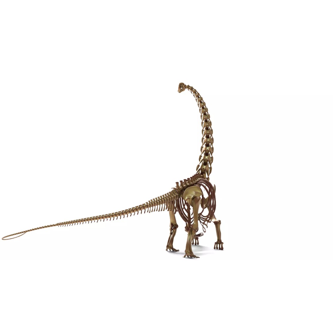 Argentinosaurus Skeleton 3D Model – Rigged Prehistoric Creature, Blender - View 5