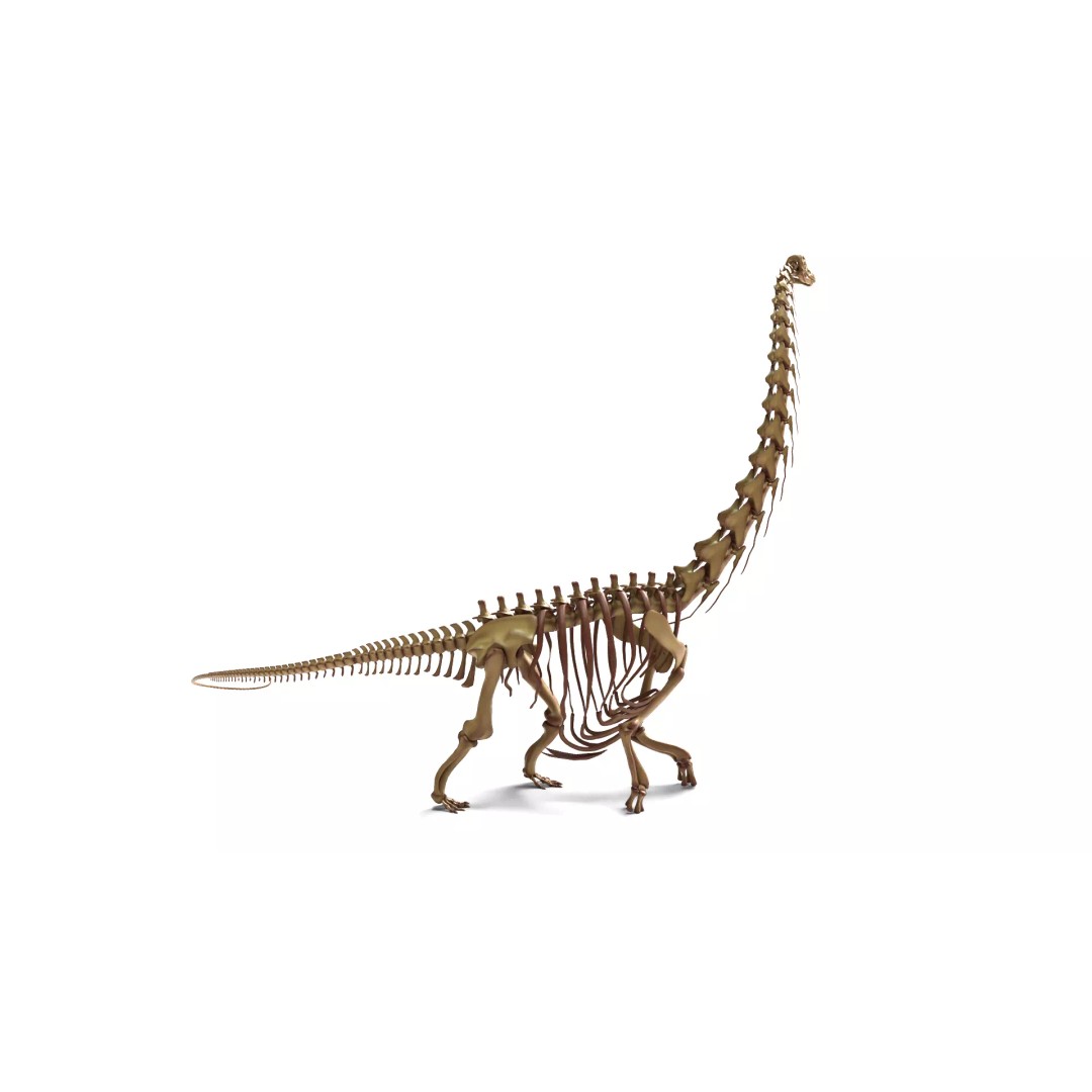 Argentinosaurus Skeleton 3D Model – Rigged Prehistoric Creature, Blender - View 6