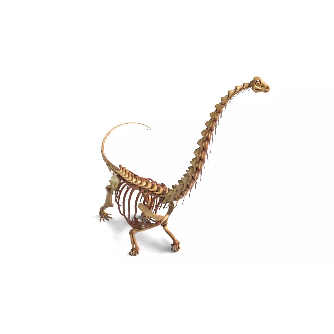 Argentinosaurus Skeleton 3D Model – Rigged Prehistoric Creature, Blender - View 7