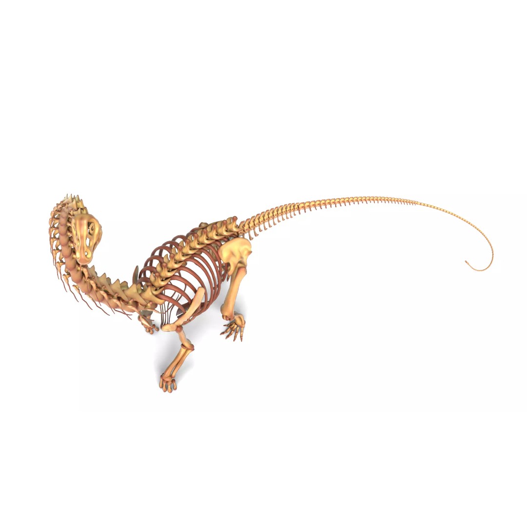 Argentinosaurus Skeleton 3D Model – Rigged Prehistoric Creature, Blender - View 8