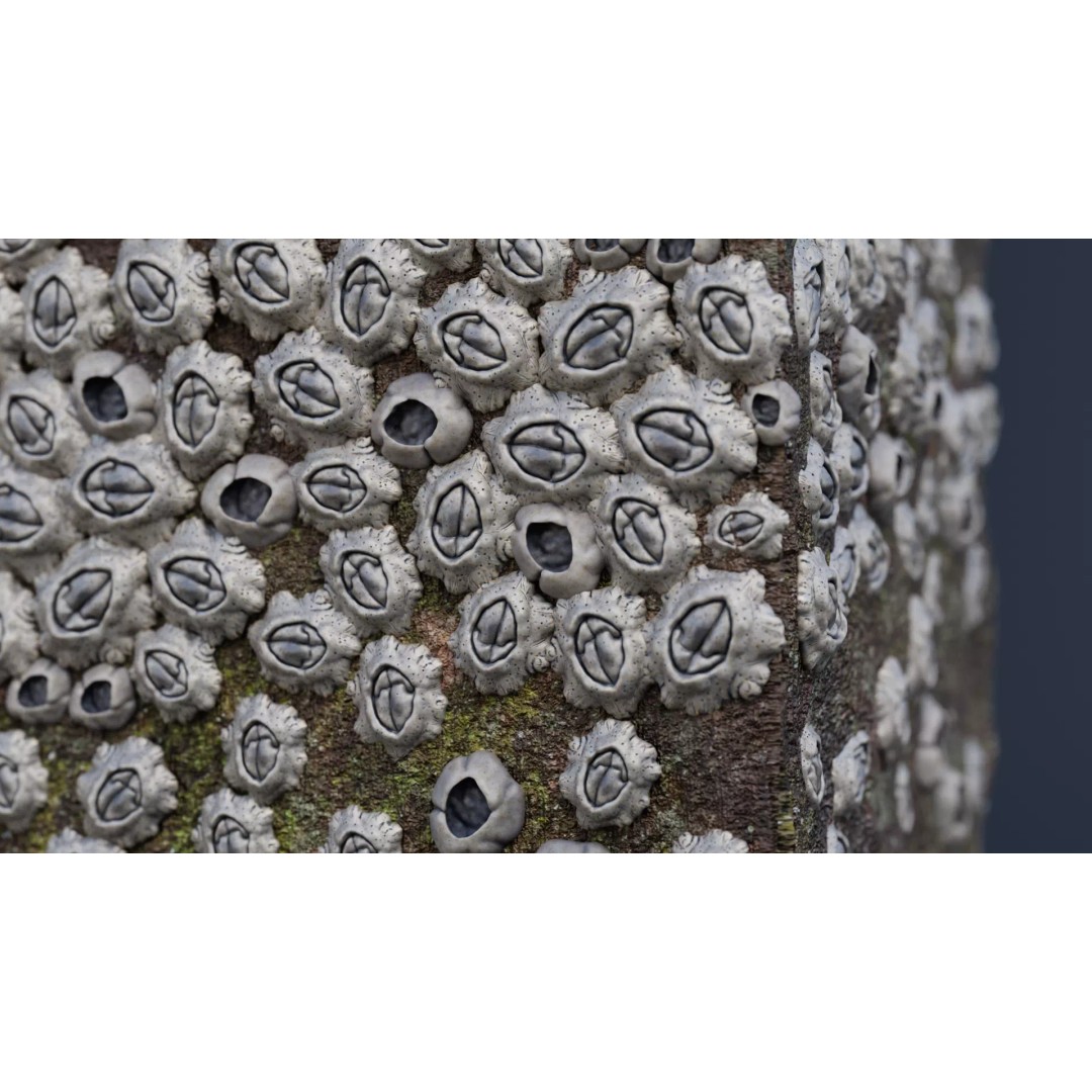 Barnacle-Covered Column 3D Model – High Detail PBR Asset for Blender - View 4