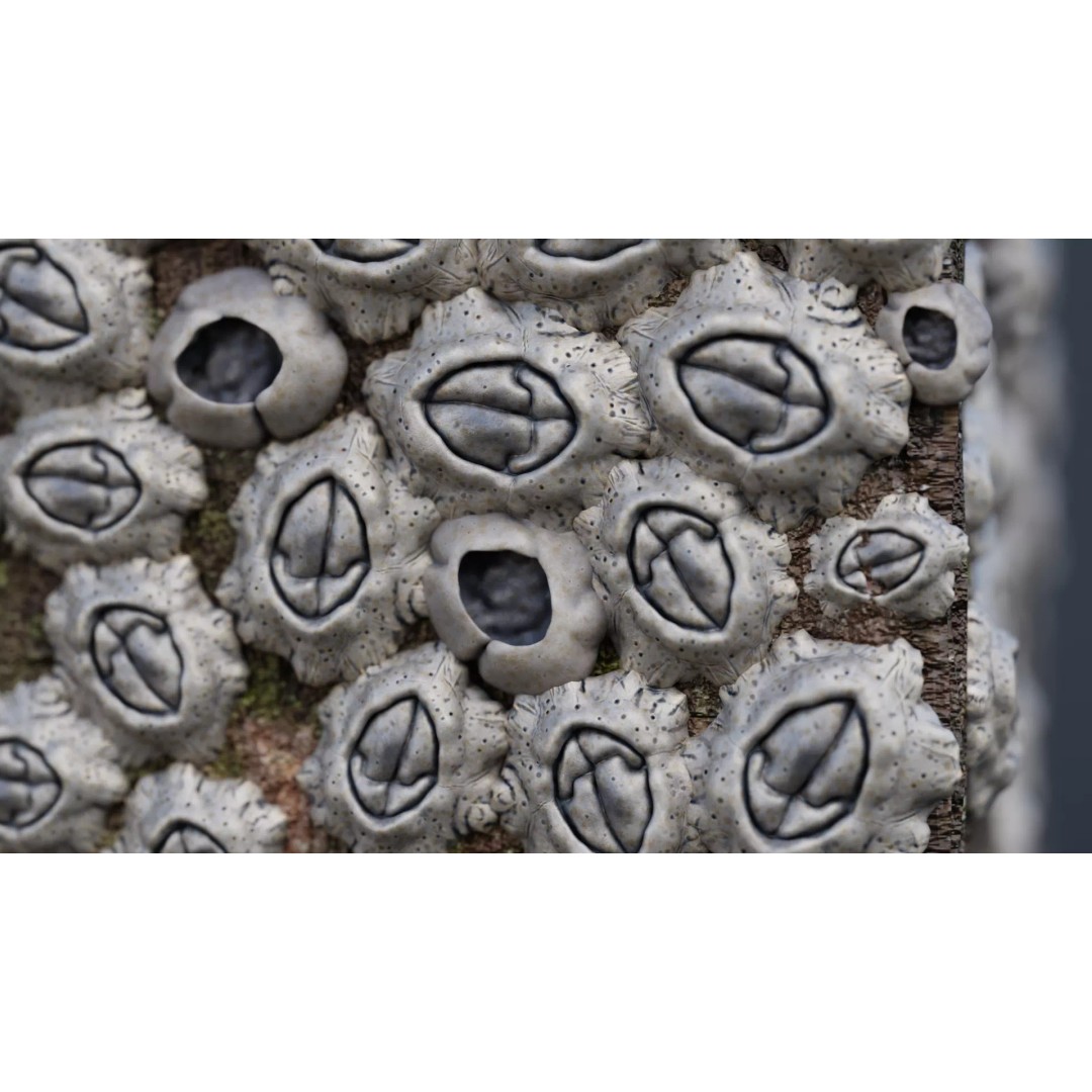 Barnacle-Covered Column 3D Model – High Detail PBR Asset for Blender - View 6