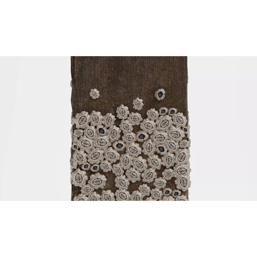 Barnacle-Covered Column 3D Model – High Detail PBR Asset for Blender - View 8