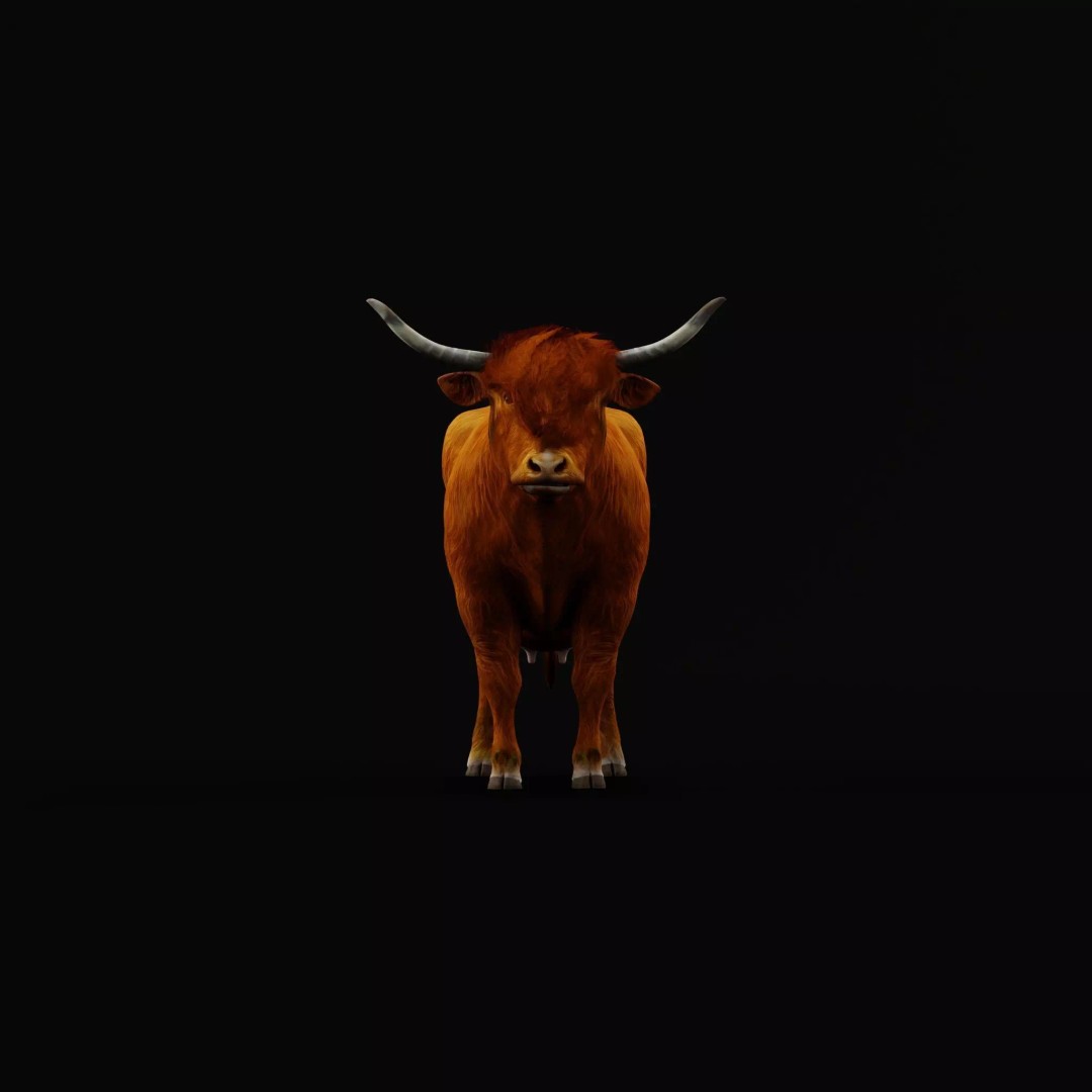 Highland Cattle 3D Model – Low Poly Game Ready Rigged Animal - View 11