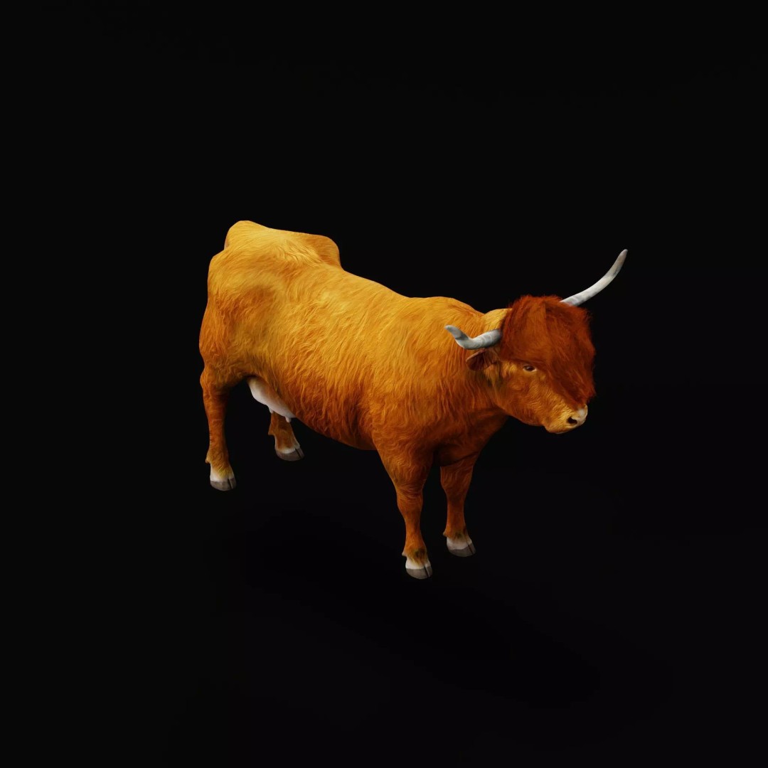 Highland Cattle 3D Model – Low Poly Game Ready Rigged Animal - View 13