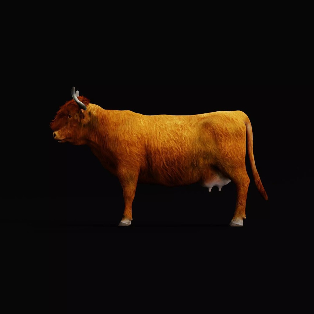 Highland Cattle 3D Model – Low Poly Game Ready Rigged Animal - View 14