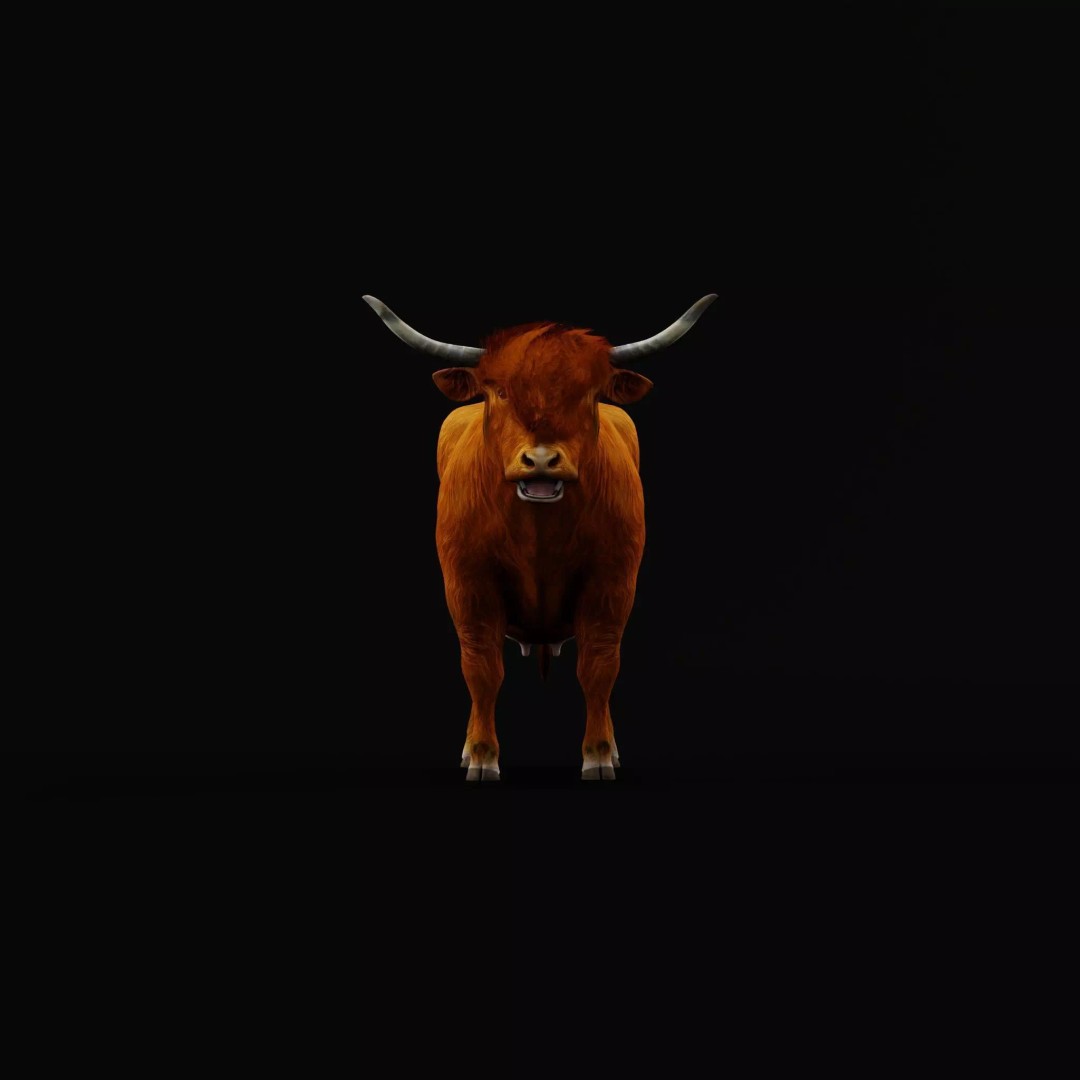 Highland Cattle 3D Model – Low Poly Game Ready Rigged Animal - View 15