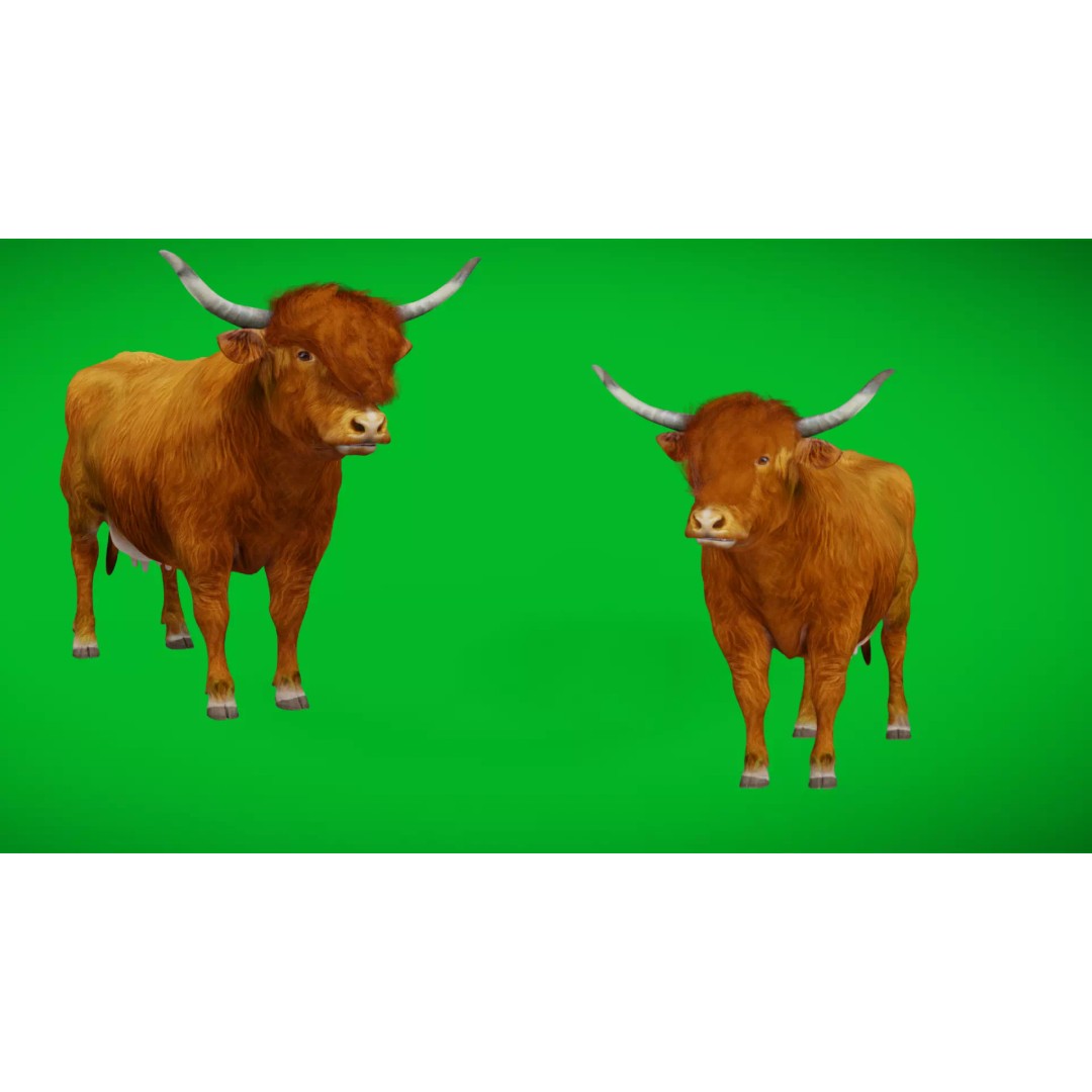 Highland Cattle 3D Model – Low Poly Game Ready Rigged Animal - View 2