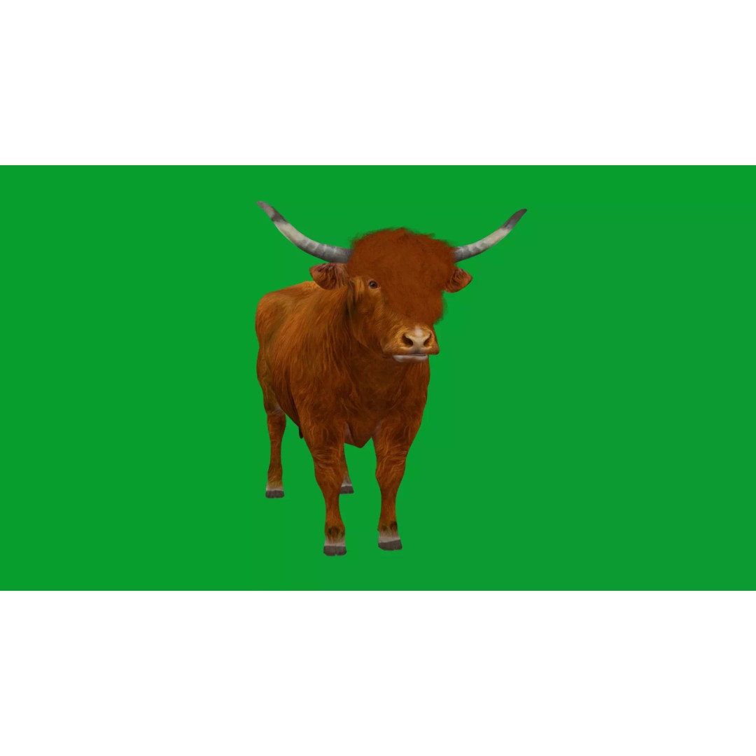 Highland Cattle 3D Model – Low Poly Game Ready Rigged Animal - View 22