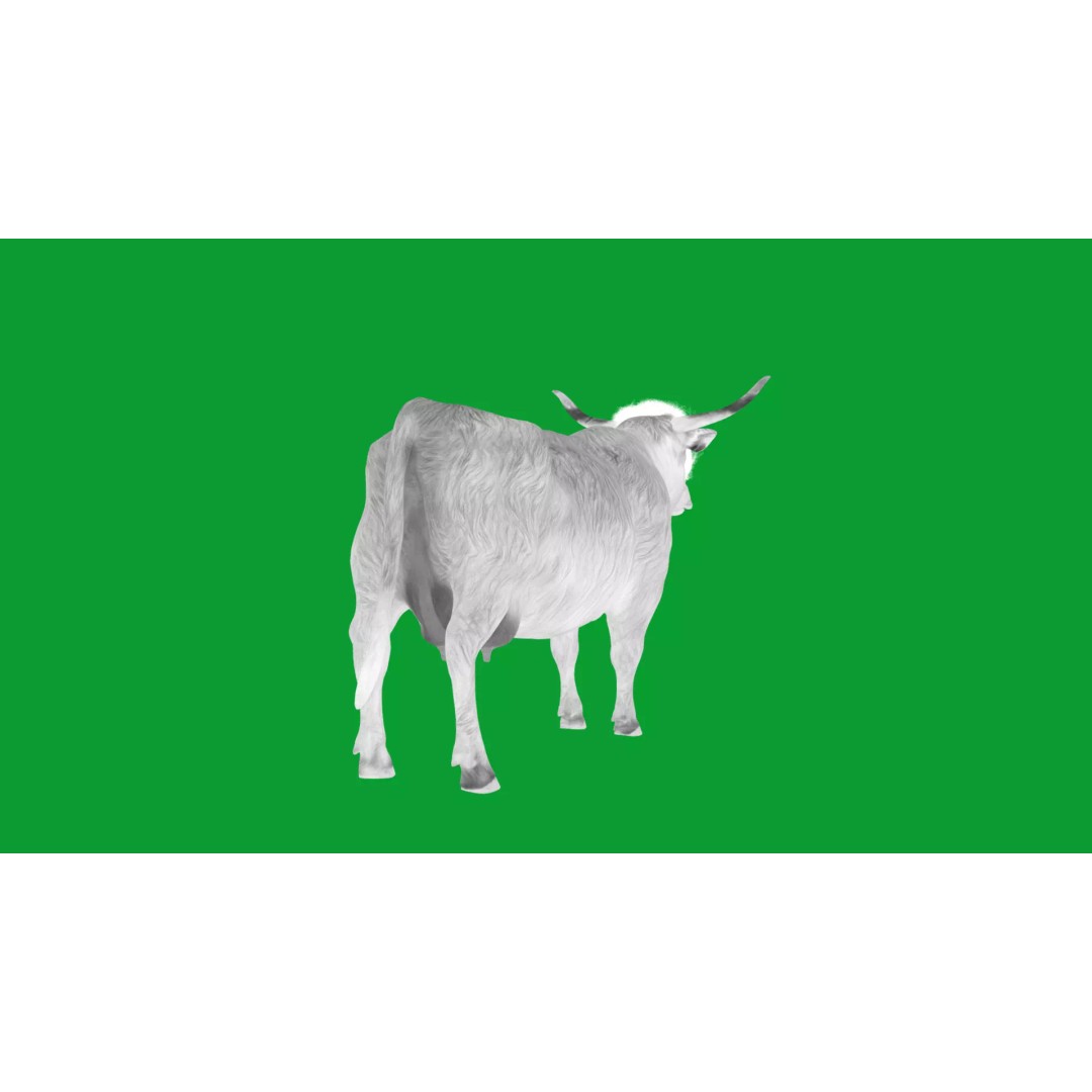 Highland Cattle 3D Model – Low Poly Game Ready Rigged Animal - View 23