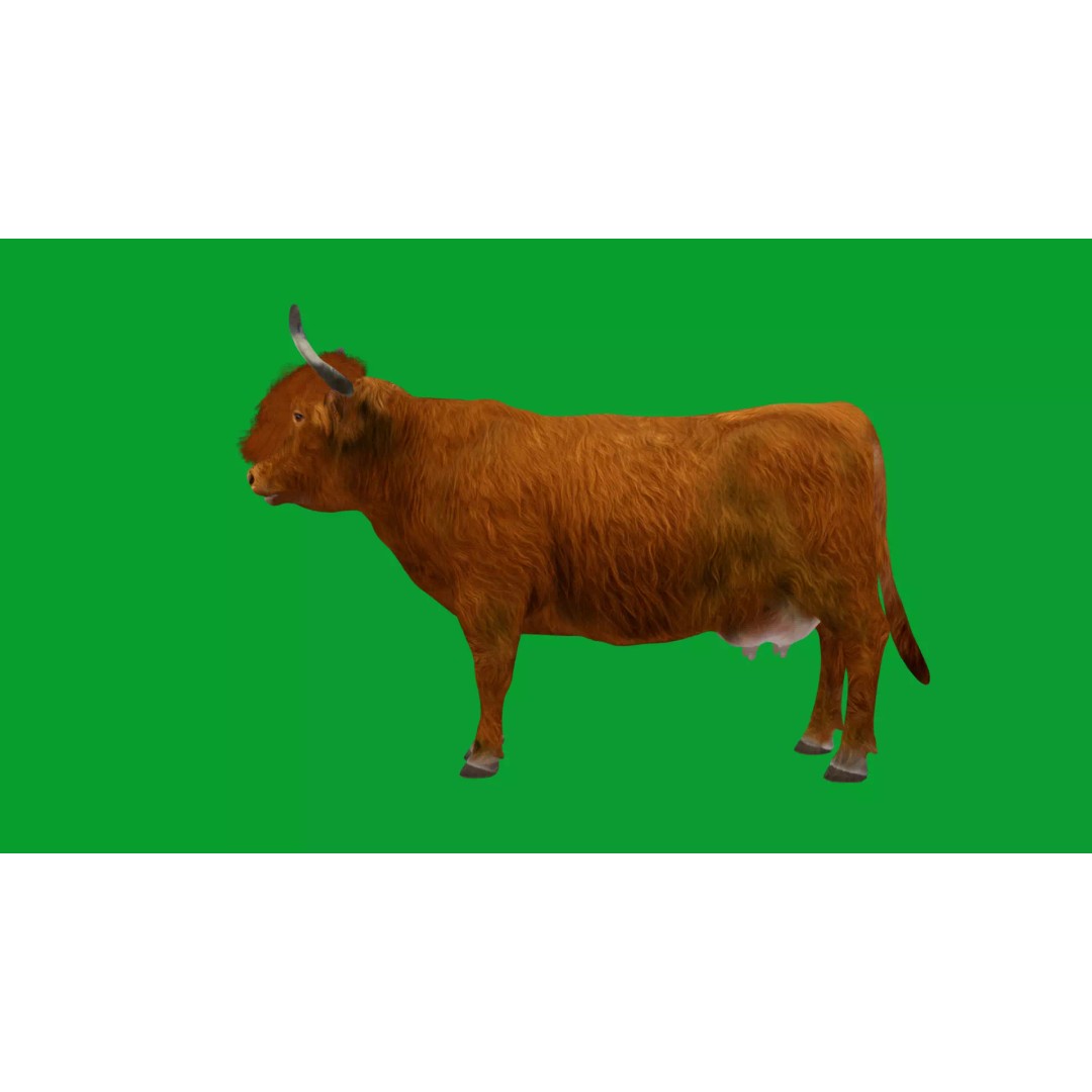 Highland Cattle 3D Model – Low Poly Game Ready Rigged Animal - View 24