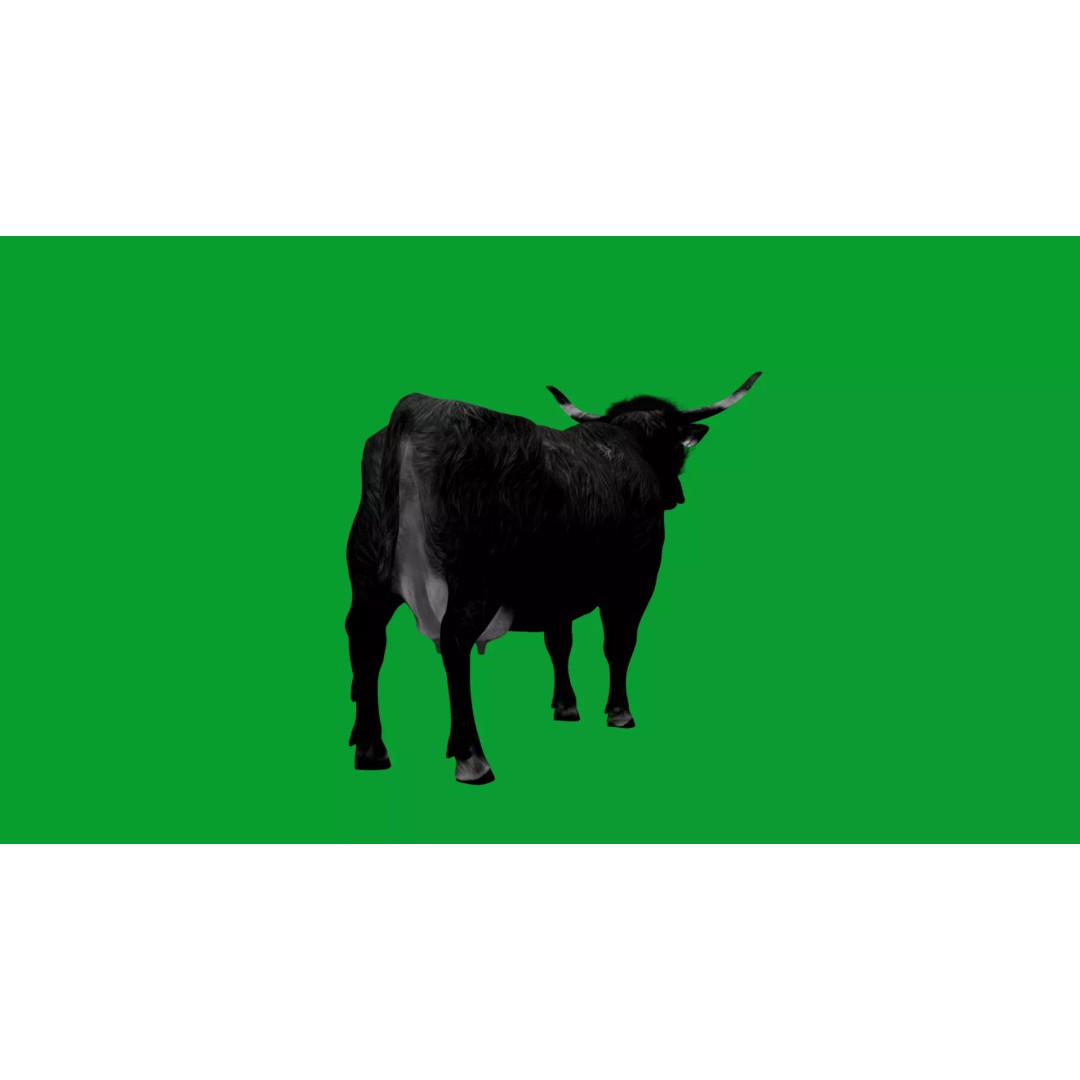 Highland Cattle 3D Model – Low Poly Game Ready Rigged Animal - View 25