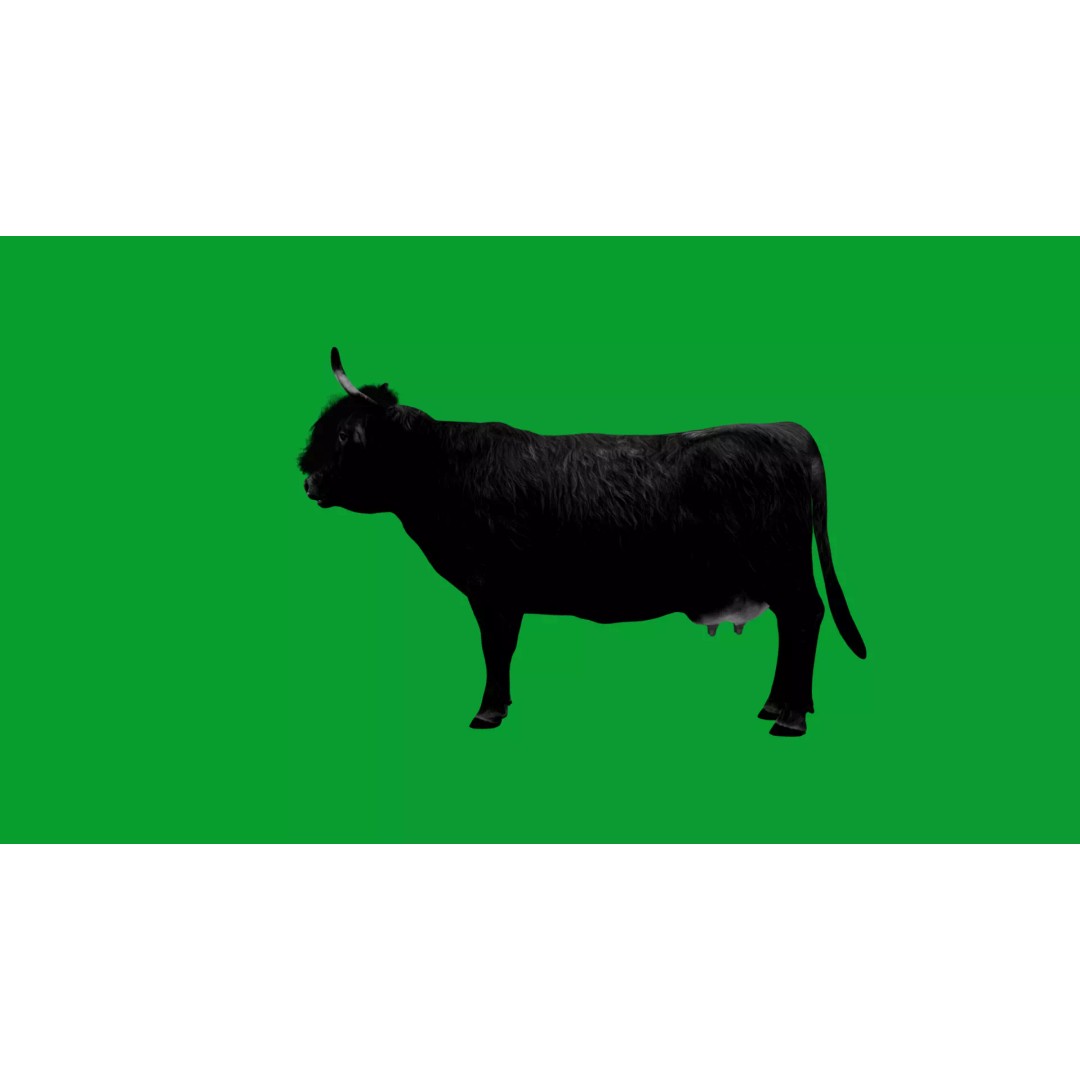 Highland Cattle 3D Model – Low Poly Game Ready Rigged Animal - View 26