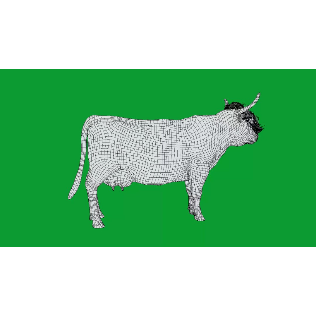 Highland Cattle 3D Model – Low Poly Game Ready Rigged Animal - View 33