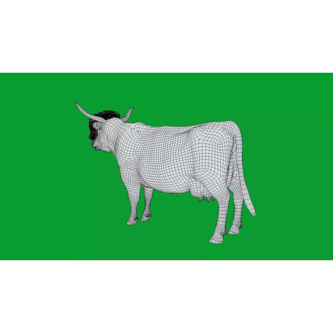 Highland Cattle 3D Model – Low Poly Game Ready Rigged Animal - View 35