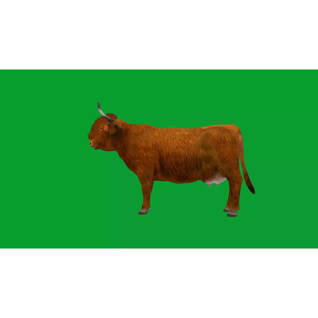 Highland Cattle 3D Model – Low Poly Game Ready Rigged Animal - View 36