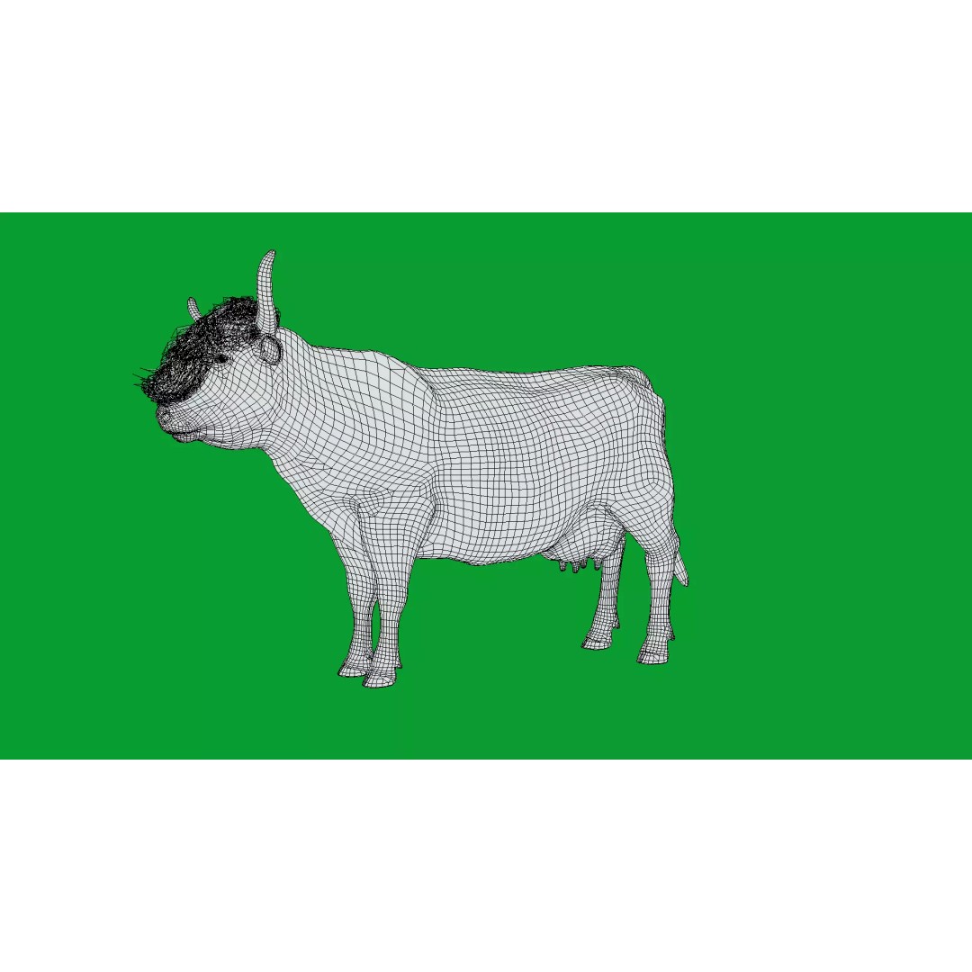 Highland Cattle 3D Model – Low Poly Game Ready Rigged Animal - View 37