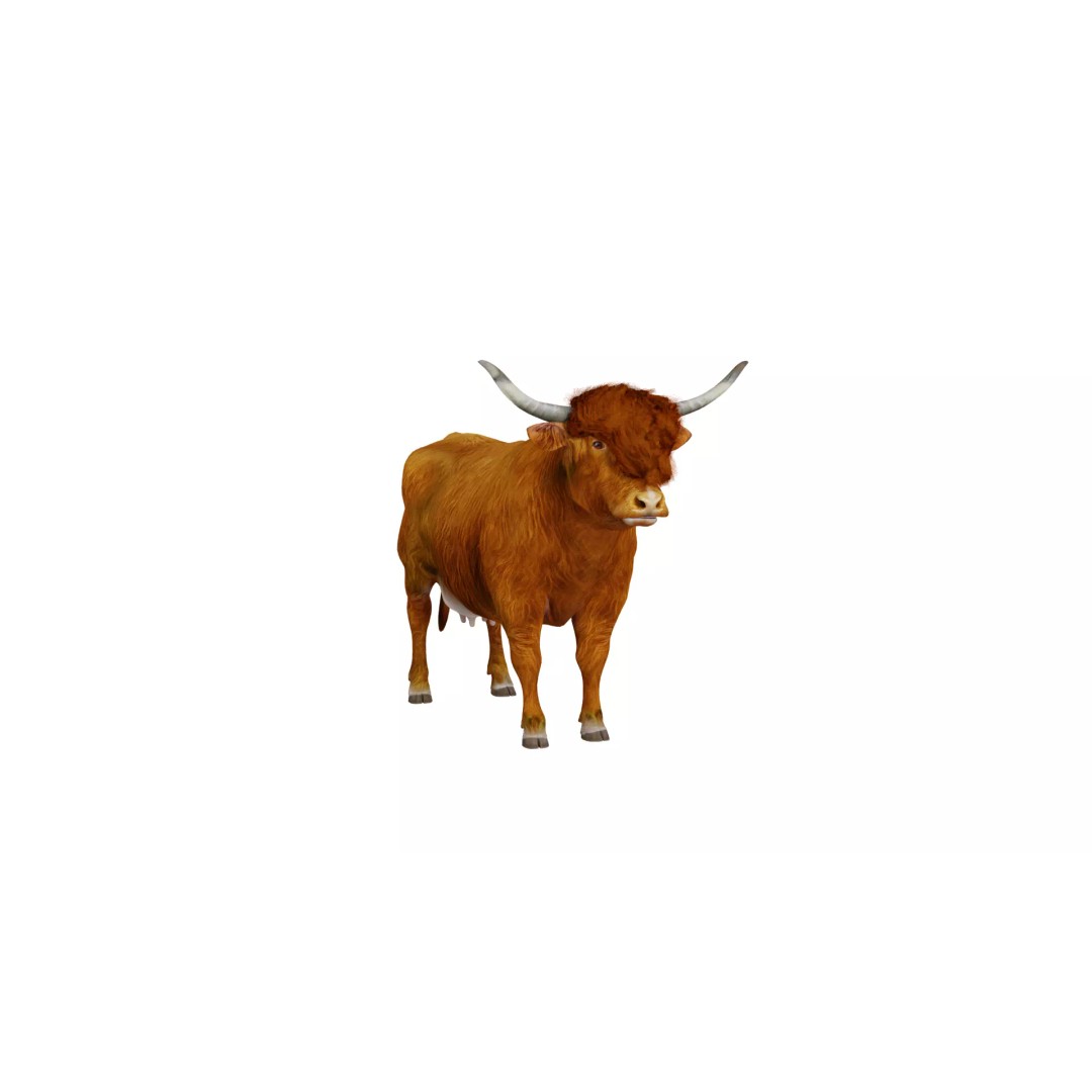 Highland Cattle 3D Model – Low Poly Game Ready Rigged Animal - View 4