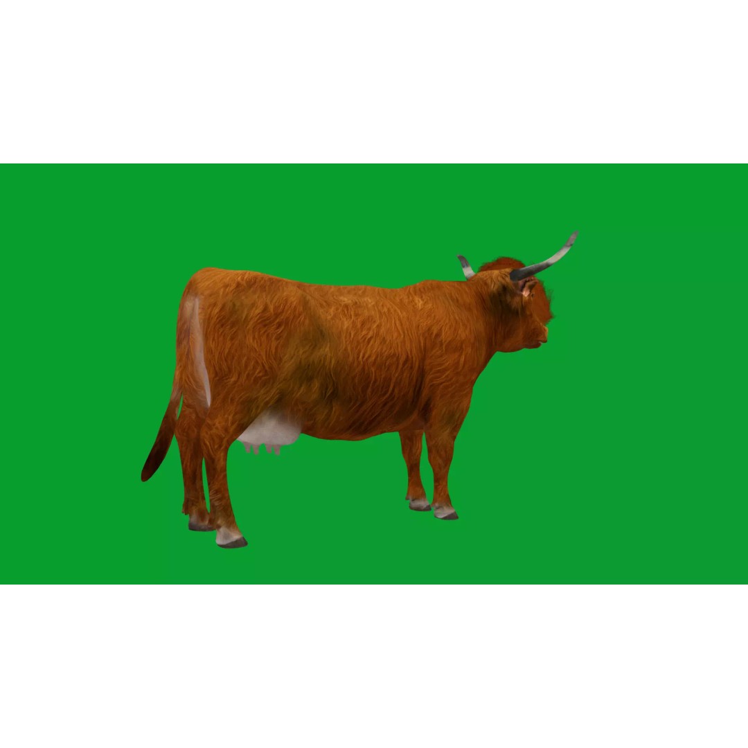 Highland Cattle 3D Model – Low Poly Game Ready Rigged Animal - View 47