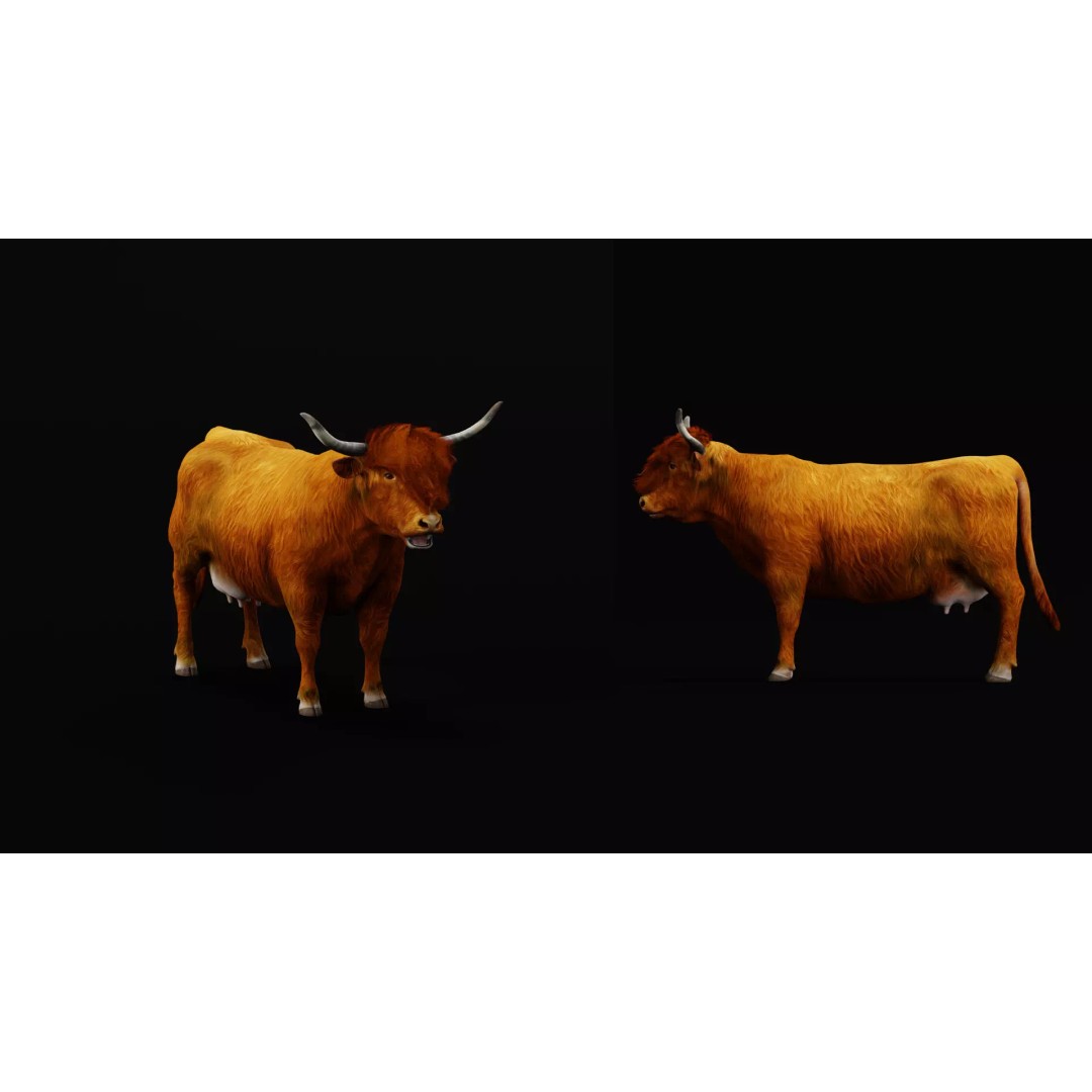 Highland Cattle 3D Model – Low Poly Game Ready Rigged Animal - View 48