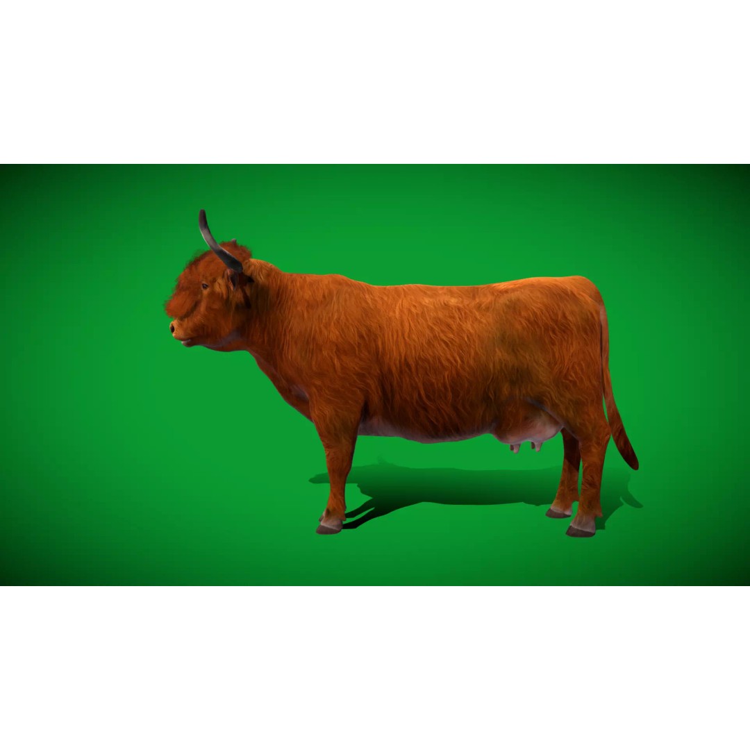 Highland Cattle 3D Model – Low Poly Game Ready Rigged Animal - View 49