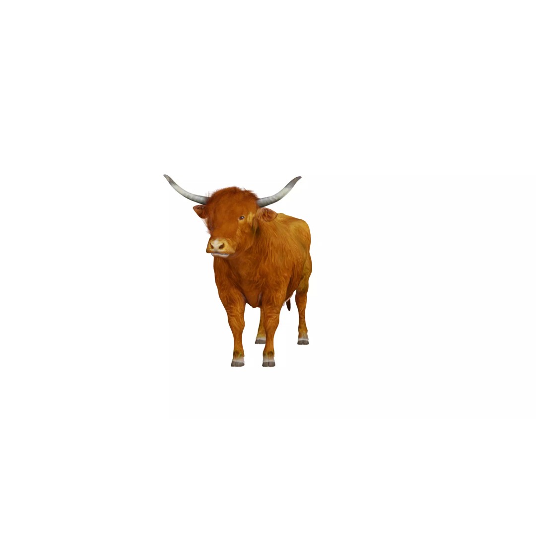 Highland Cattle 3D Model – Low Poly Game Ready Rigged Animal - View 5