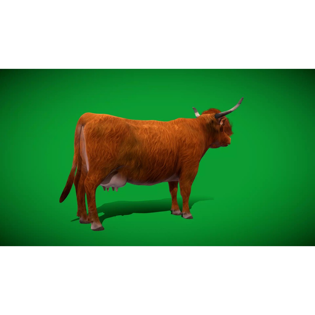 Highland Cattle 3D Model – Low Poly Game Ready Rigged Animal - View 50