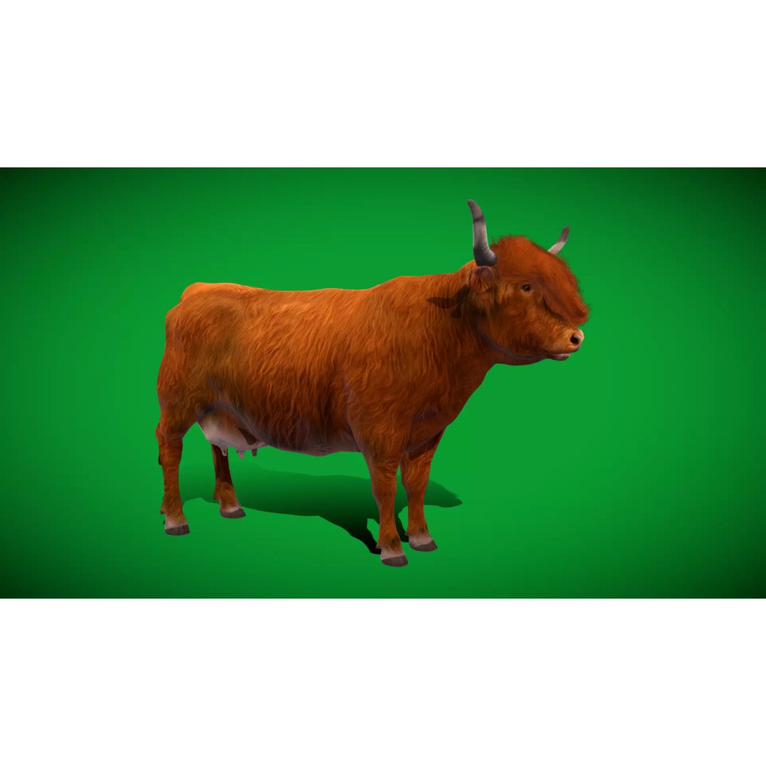 Highland Cattle 3D Model – Low Poly Game Ready Rigged Animal - View 52