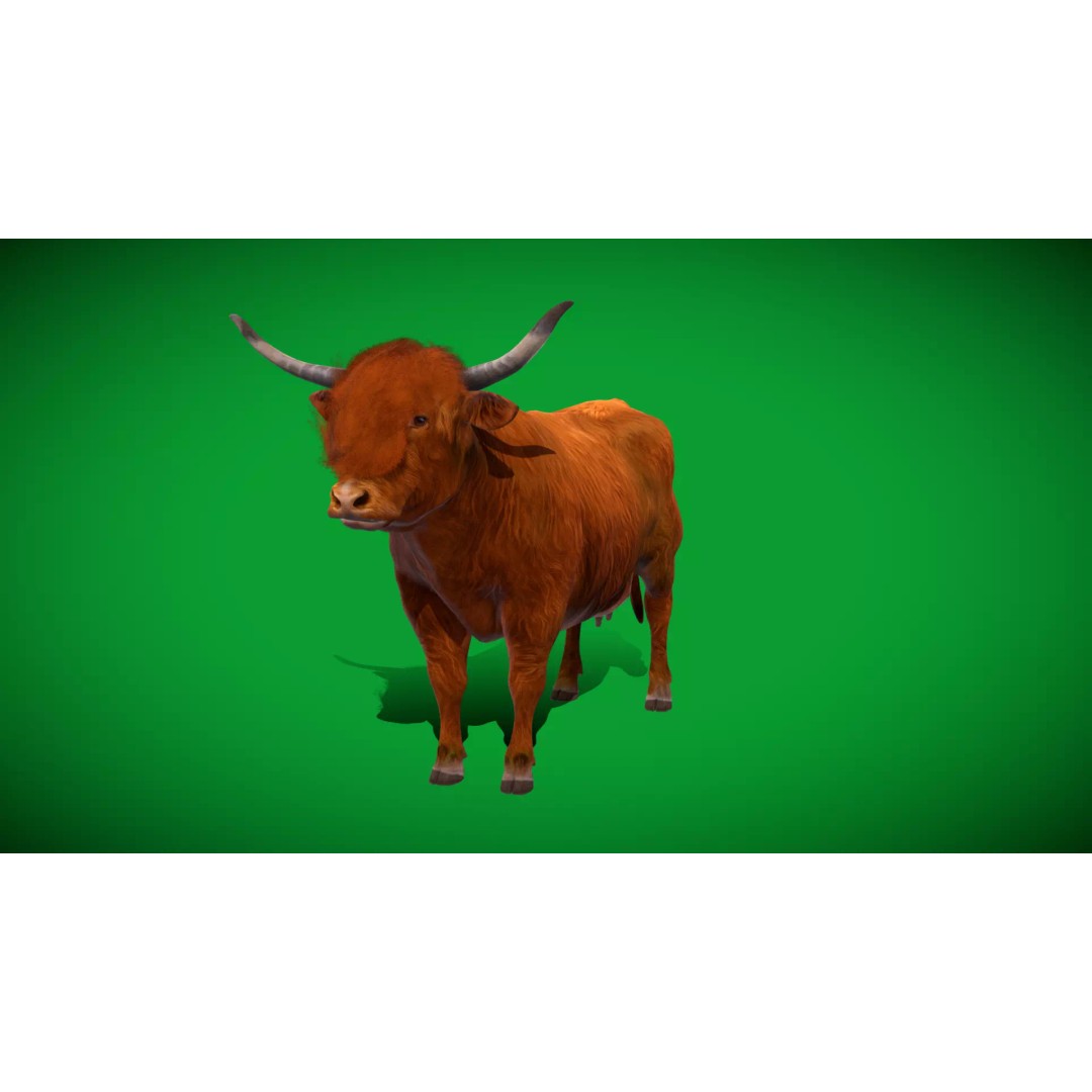 Highland Cattle 3D Model – Low Poly Game Ready Rigged Animal - View 54