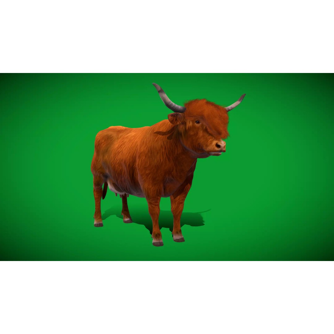 Highland Cattle 3D Model – Low Poly Game Ready Rigged Animal - View 55