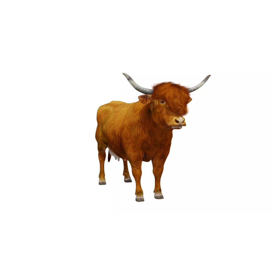 Highland Cattle 3D Model – Low Poly Game Ready Rigged Animal - View 6
