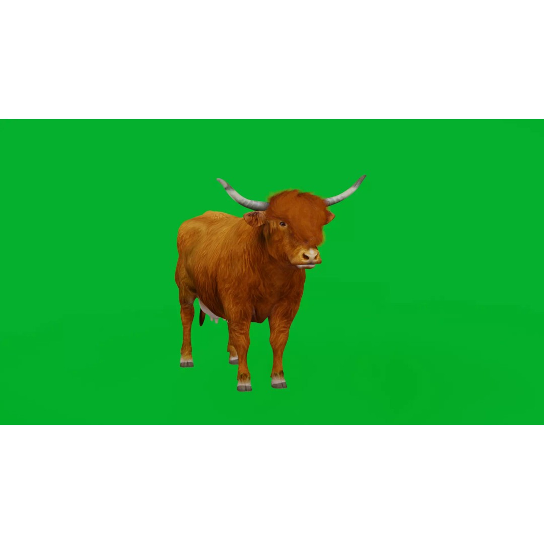 Highland Cattle 3D Model – Low Poly Game Ready Rigged Animal - View 8