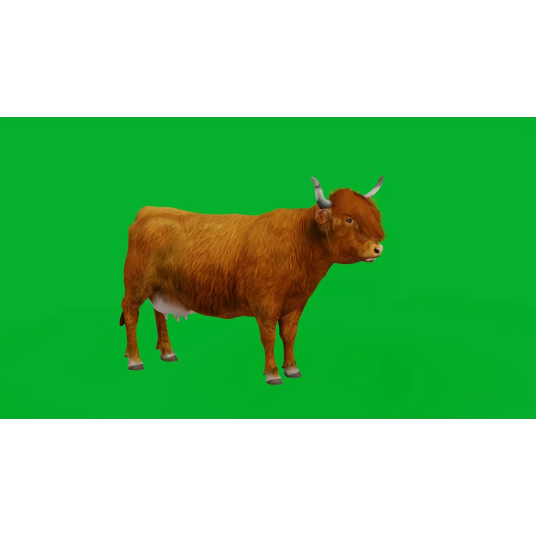 Highland Cattle 3D Model – Low Poly Game Ready Rigged Animal - View 9