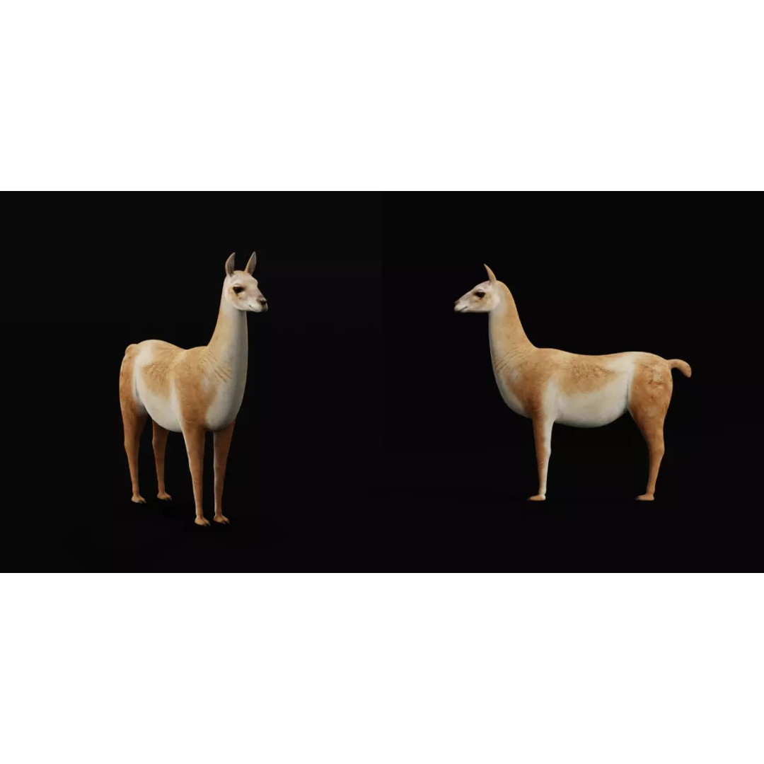 Guanaco Llama 3D Model – Low Poly Game Ready Asset, FBX, PBR - View 16