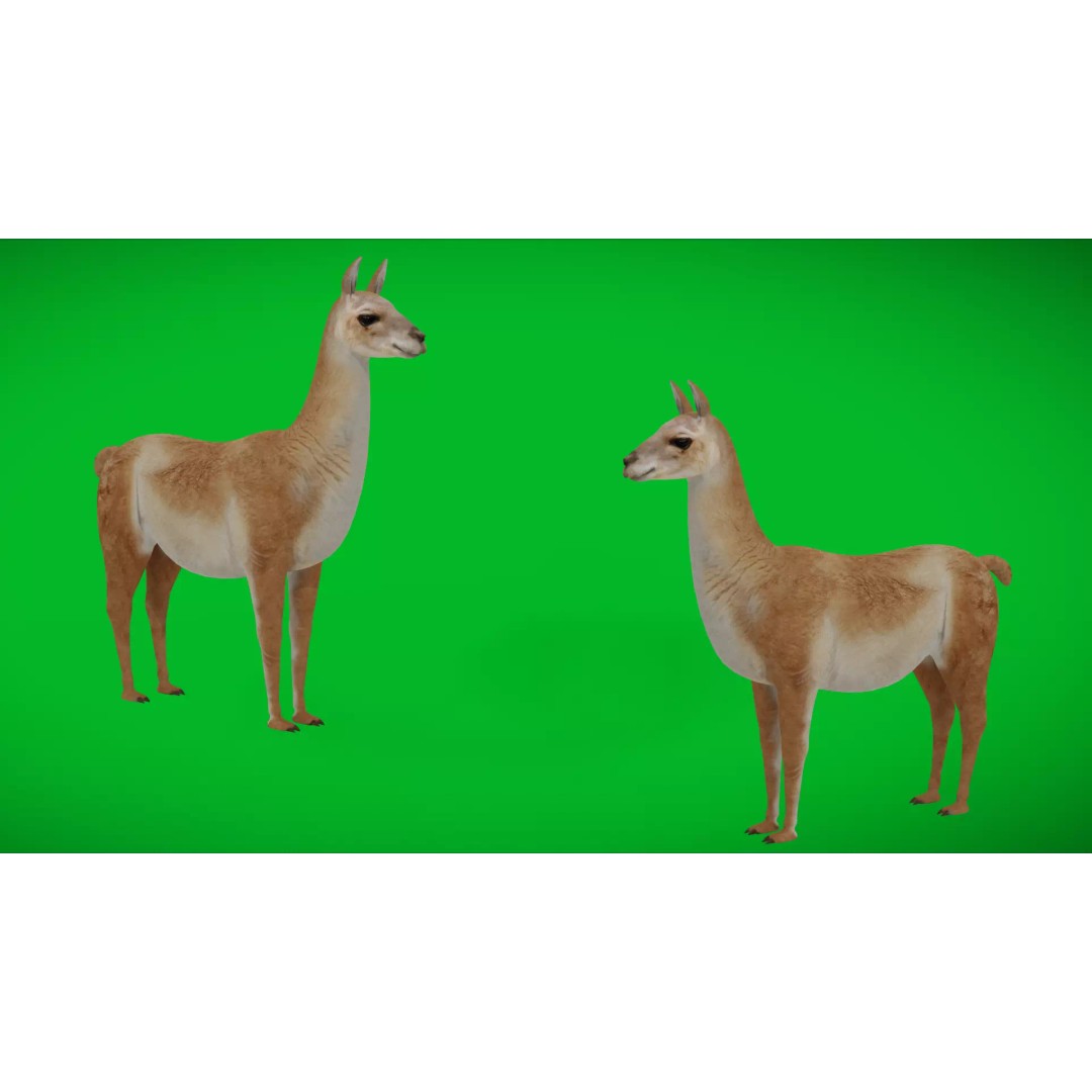 Guanaco Llama 3D Model – Low Poly Game Ready Asset, FBX, PBR - View 2