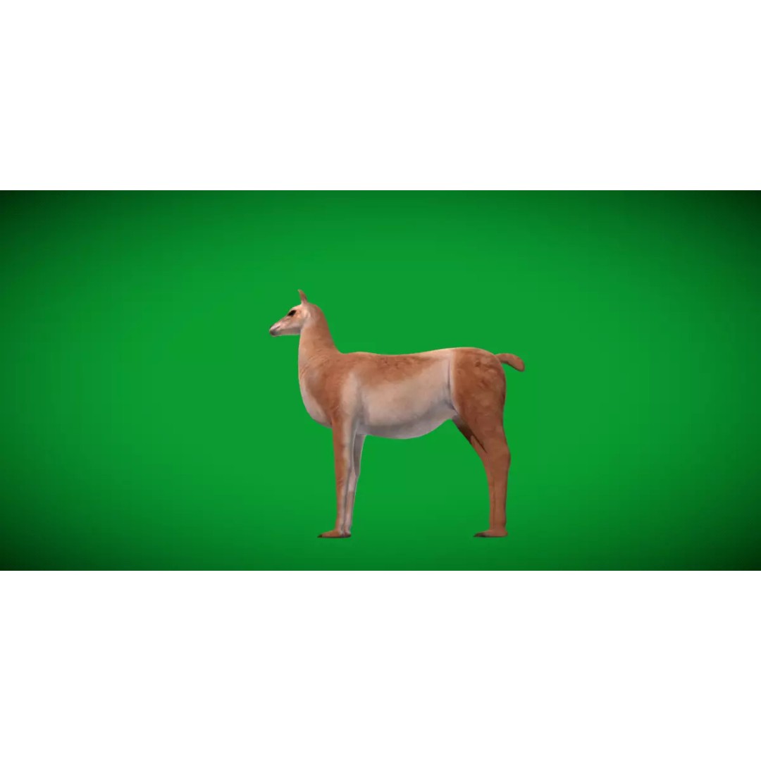 Guanaco Llama 3D Model – Low Poly Game Ready Asset, FBX, PBR - View 20