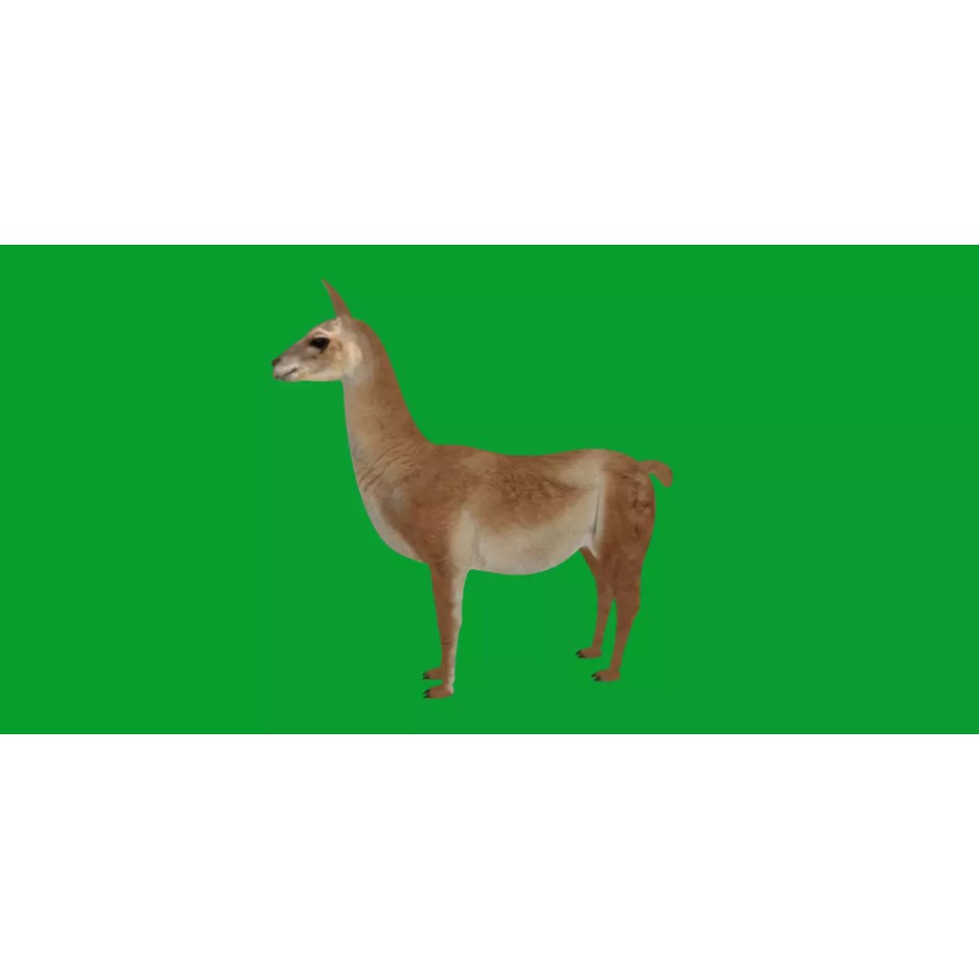 Guanaco Llama 3D Model – Low Poly Game Ready Asset, FBX, PBR - View 23