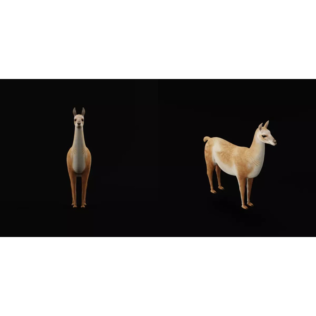 Guanaco Llama 3D Model – Low Poly Game Ready Asset, FBX, PBR - View 24