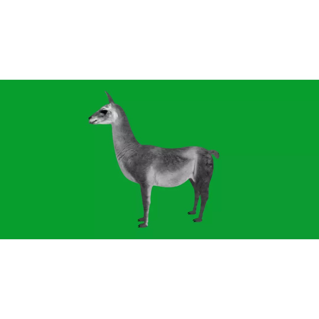 Guanaco Llama 3D Model – Low Poly Game Ready Asset, FBX, PBR - View 27
